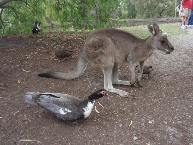 kangarooinmelbourne.jpg