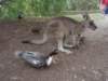 kangarooinmelbourne_small.jpg