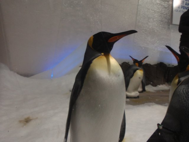 penguininmelbourne.jpg