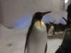penguininmelbourne_small.jpg