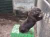 stuartthewombatfrommelbourne_small.jpg